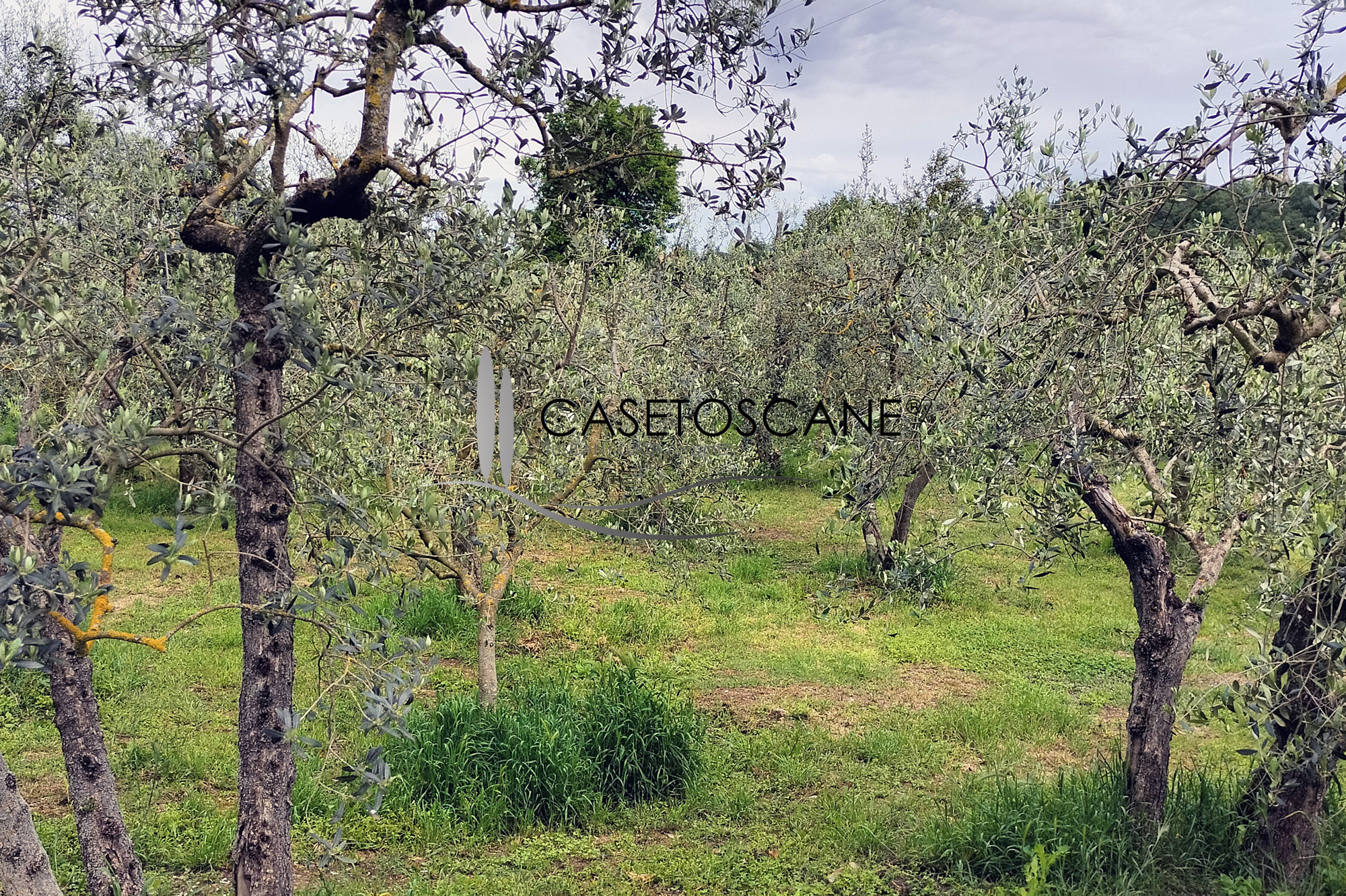 3153 - Azienda agricola olearia con oliveto, frantoio privato, sala degustazioni, vendita diretta e due appartamenti nella Valdichiana senese.